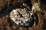 PICTURES/La Jolla Cove/t_Shell Blob1.JPG